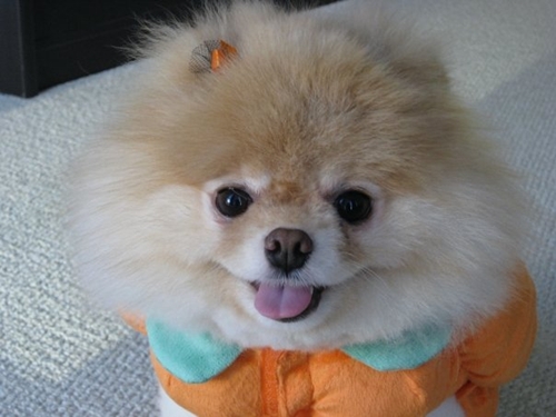 น้องบู หนูน่อร๊อว์กอะ!!
