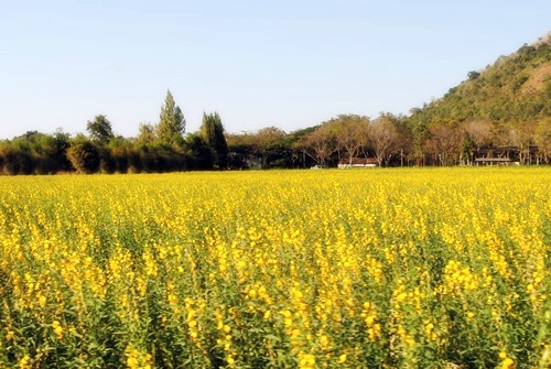 Jim Thomson Farm จัดหนักความงามสไตล์อีสาน