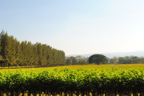 Jim Thomson Farm จัดหนักความงามสไตล์อีสาน