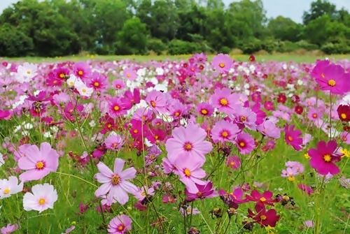 Jim Thomson Farm จัดหนักความงามสไตล์อีสาน