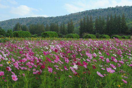 Jim Thomson Farm จัดหนักความงามสไตล์อีสาน