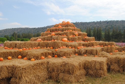 Jim Thomson Farm จัดหนักความงามสไตล์อีสาน