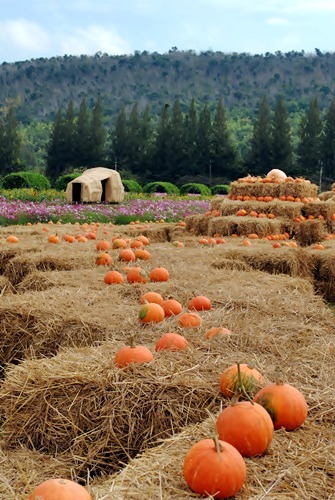 Jim Thomson Farm จัดหนักความงามสไตล์อีสาน