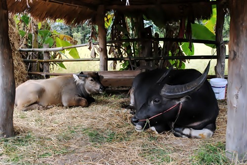 Jim Thomson Farm จัดหนักความงามสไตล์อีสาน