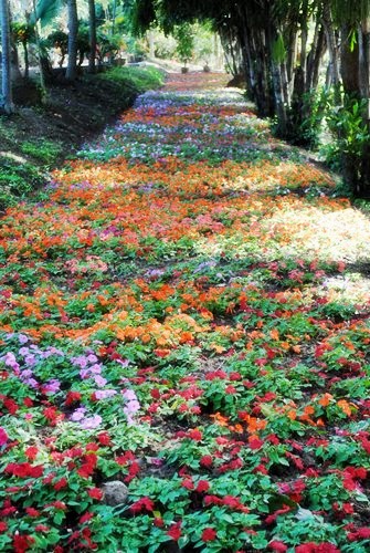 Jim Thomson Farm จัดหนักความงามสไตล์อีสาน
