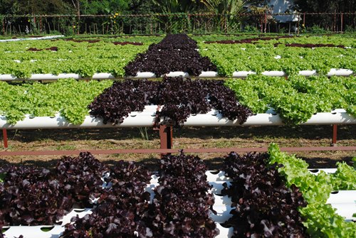 Jim Thomson Farm จัดหนักความงามสไตล์อีสาน
