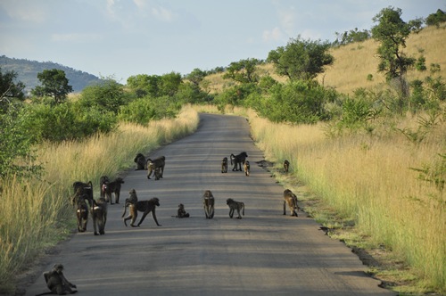 SOUTH AFRICA : มนตราแห่งโลกใต้