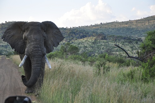 SOUTH AFRICA : มนตราแห่งโลกใต้