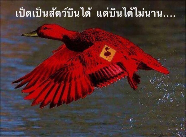ล้อด้วยรัก 'ลิเวอร์' นกเป็ดน้ำกับตำนานแชมป์ 'ว่าว' ที่คุ้นเคย