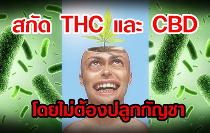 ถูกและดี ผลิต CBD และ THC โดยไม่ต้องปลูกกัญชา แค่ใช้ยีสต์!?