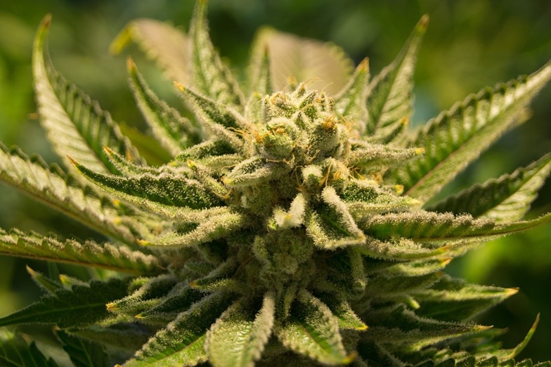 ถูกและดี ผลิต CBD และ THC โดยไม่ต้องปลูกกัญชา แค่ใช้ยีสต์!?