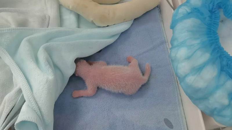 ลูกแพนด้ายักษ์ที่ศูนย์วิจัยแพนด้ายักษ์ฉินหลิ่ง นครซีอัน มณฑลส่านซี (ภาพซินหัว)