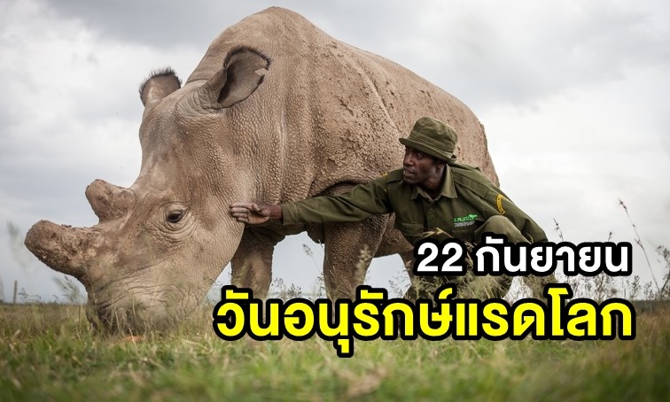 22 กันยายน “วันอนุรักษ์แรดโลก” ร่วมตระหนักถึงการลดจำนวนของแรด สัตว์บกใหญ่อันดับ 2 ของโลก