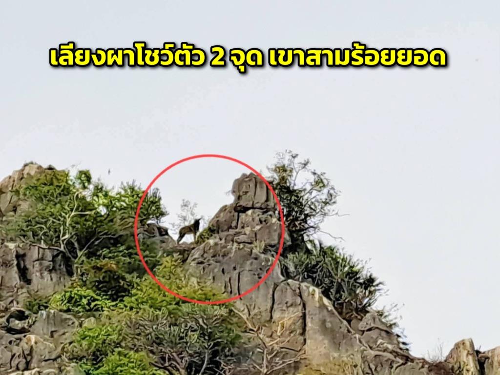 ภาพ : กรมอุทยานแห่งชาติ สัตว์ป่า และพันธุ์พืช
