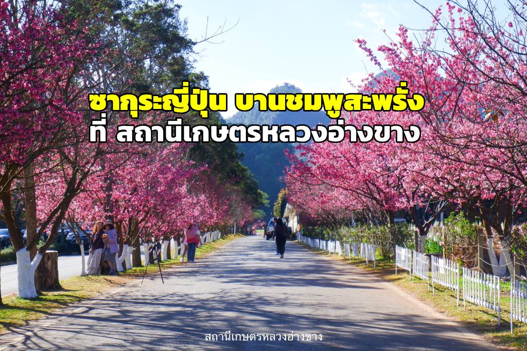 ซากุระญี่ปุ่นออกดอกบานสะพรั่ง ที่ สถานีเกษตรหลวงอ่างขาง (วันที่ 6 ม.ค. 69) (ภาพ : เพจ สถานีเกษตรหลวงอ่างขาง) 