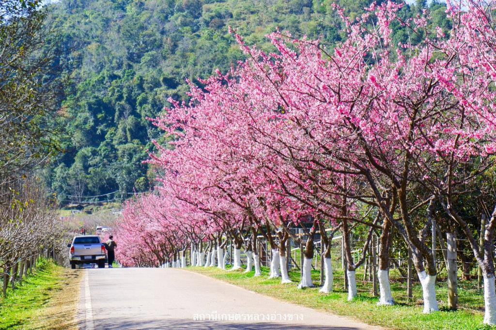 ซากุระญี่ปุ่นออกดอกบานสะพรั่ง ที่ สถานีเกษตรหลวงอ่างขาง (วันที่ 6 ม.ค. 69) (ภาพ : เพจ สถานีเกษตรหลวงอ่างขาง) 