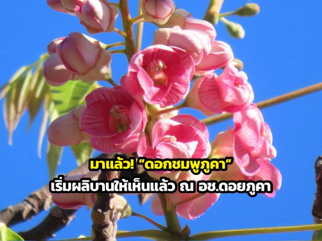 ภาพจากจาก อุทยานแห่งชาติดอยภูคา จ.น่าน
