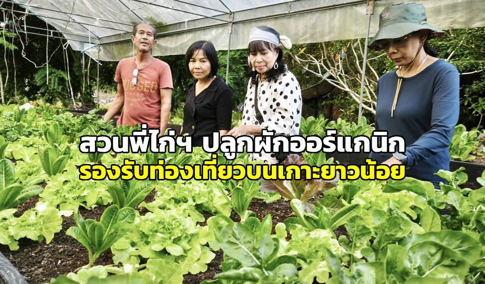 “สวนพี่ไก่ หาดป่าทราย” เกาะยาวน้อย ปลูกผักออร์แกนิก ป้อนร้านอาหาร รองรับการท่องเที่ยว (ภาพ : อโนทัย งานดี) 