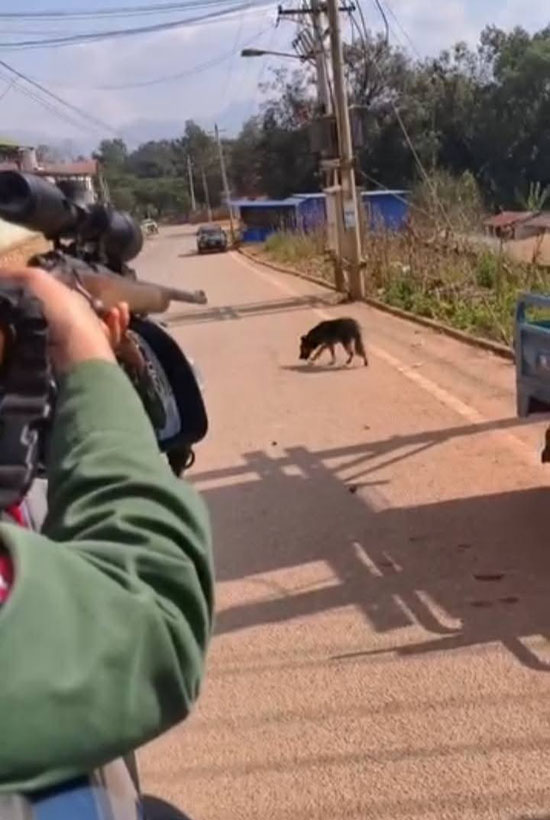 สุนัขทุกตัวภายในเขตปกครองตนเองชนชาติโกก้างกำลังถูกไล่ล่าสังหาร โดยกองทัพโกก้างให้เหตุผลว่าเพื่อป้องกันการระบาดของโรคพิษสุนัขบ้า