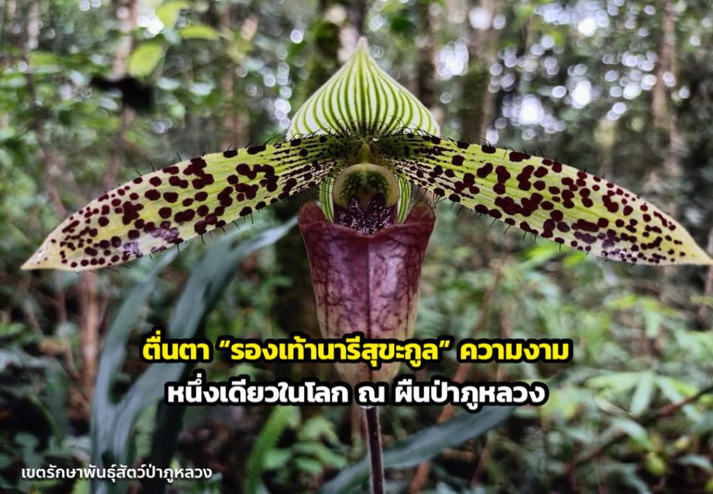 ภาพจาก เขตรักษาพันธุ์สัตว์ป่าภูหลวง