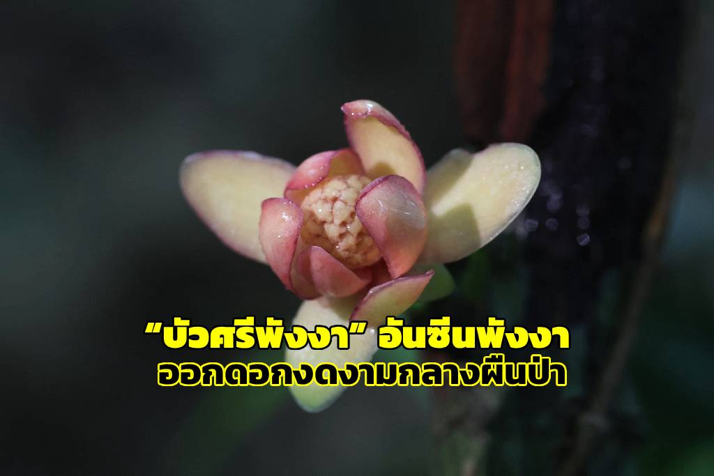 ดอกบัวศรีพังงา (ภาพโดย : เจ้าหน้าที่ชุดลาดตระเวนเชิงคุณภาพ อุทยานแห่งชาติศรีพังงา) 