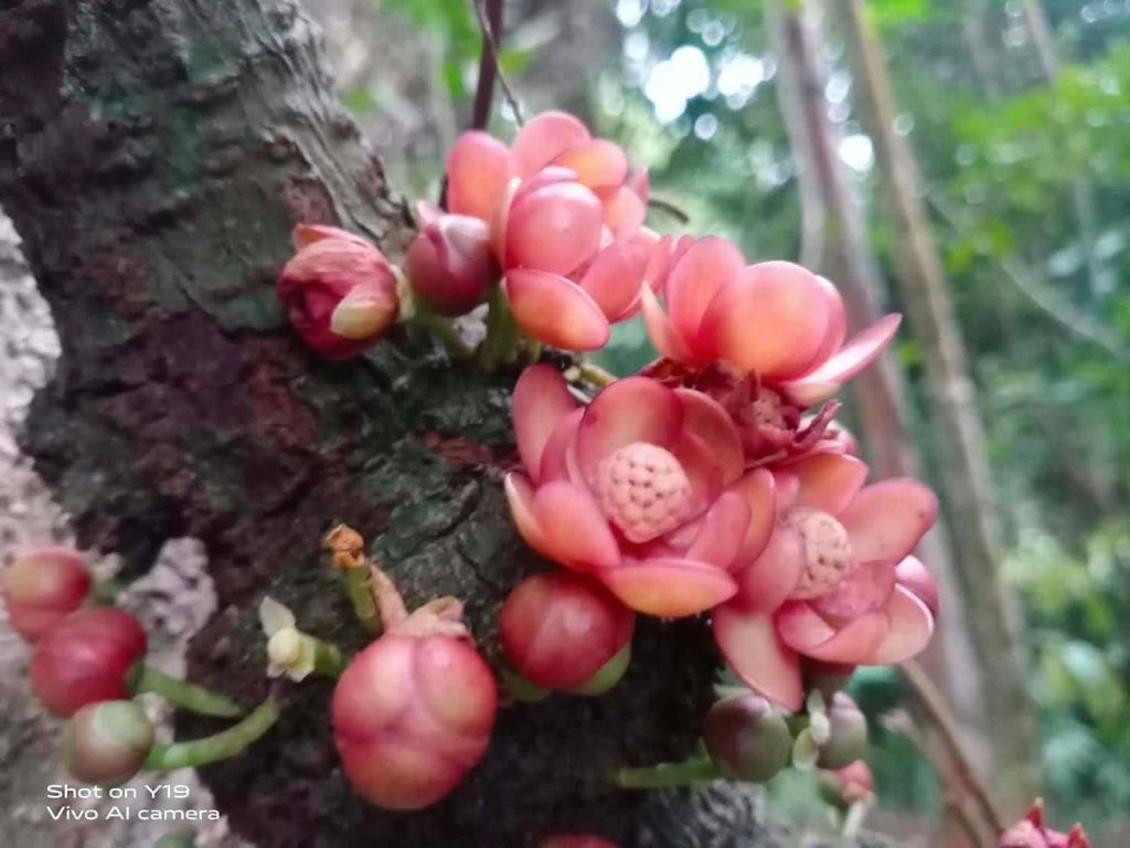 ดอกบัวศรีพังงา (ภาพโดย : เจ้าหน้าที่ชุดลาดตระเวนเชิงคุณภาพ อุทยานแห่งชาติศรีพังงา) 