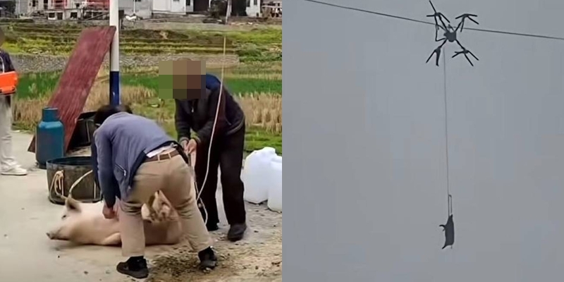 ชาวบ้านใช้โดรนยก 'หมู' ลงจากเขา (ภาพจาก : Asiaone)
