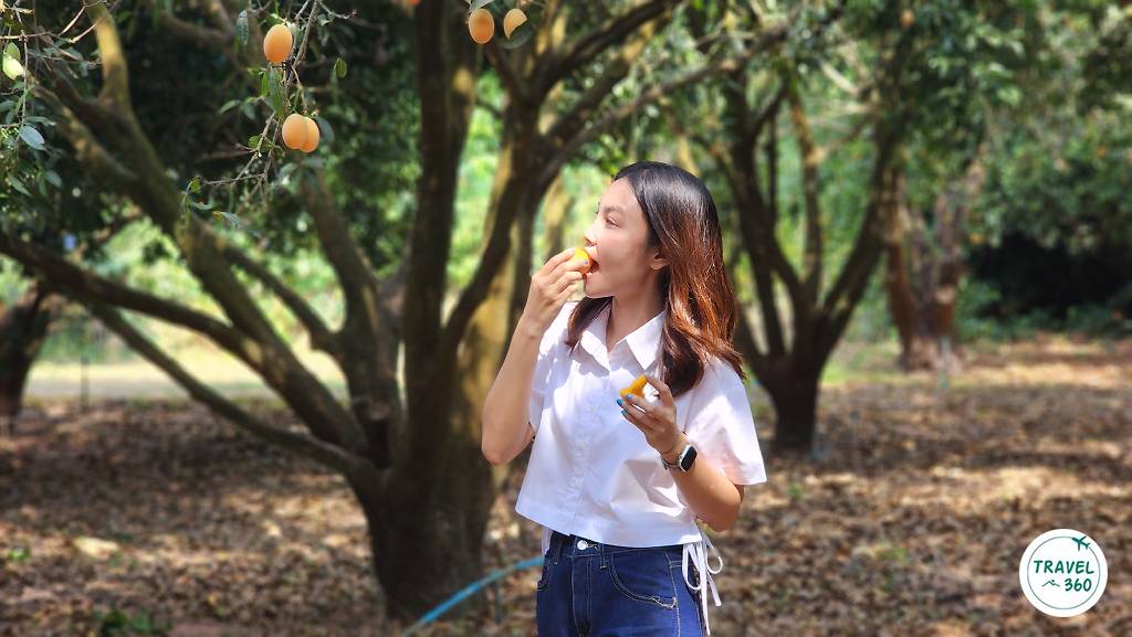 ในฤดูกาลมะยงชิด-มะปรางหวาน หลายสวนจะเปิดให้นักท่องเที่ยวทัวร์เกษตรชิมผลไม้ GI สุก ๆ จากต้น 