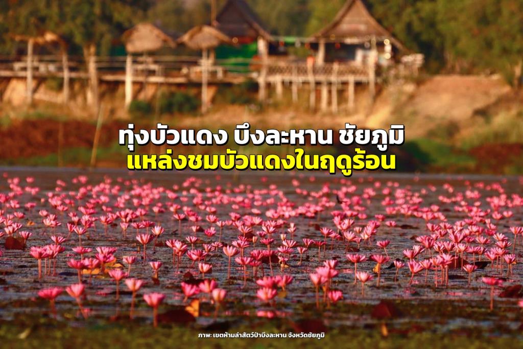 ภาพ: แฟนเพจเขตห้ามล่าสัตว์ป่าบึงละหาน จังหวัดชัยภูมิ