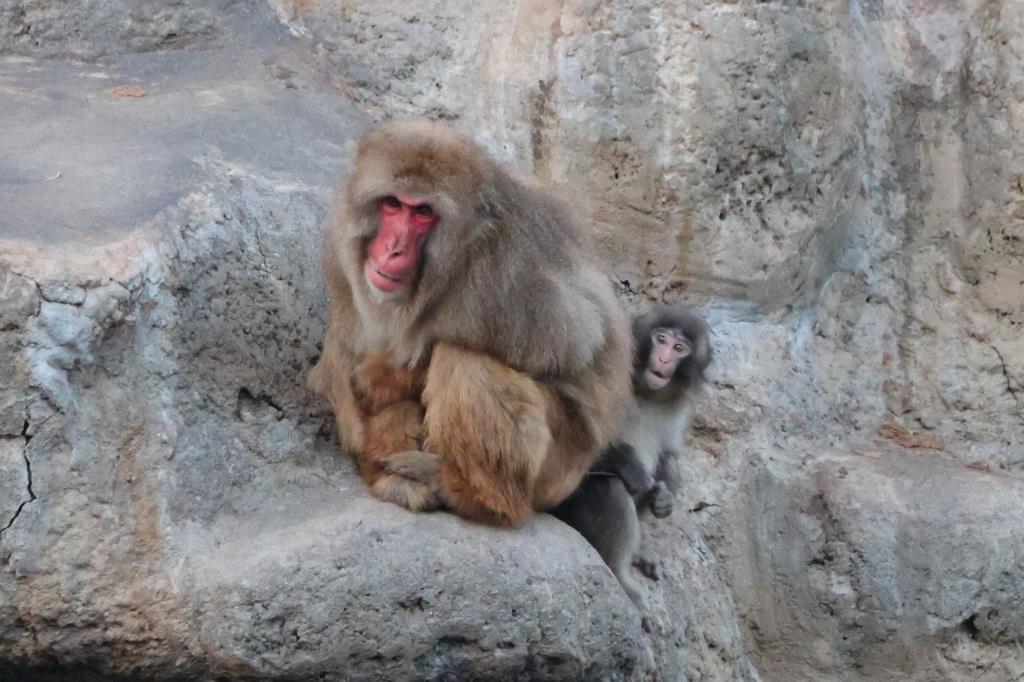 Photo: ichikawa_zoo