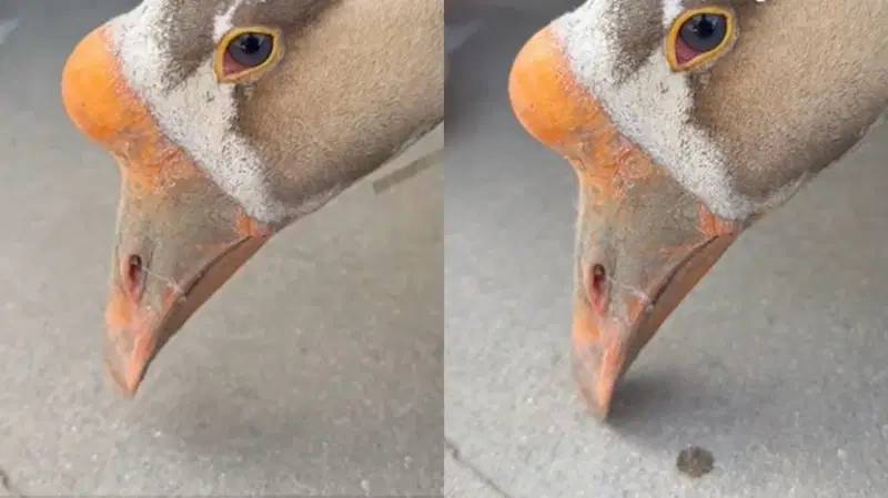 ห่านร้องไห้ (ภาพจาก : Oriental Daily)