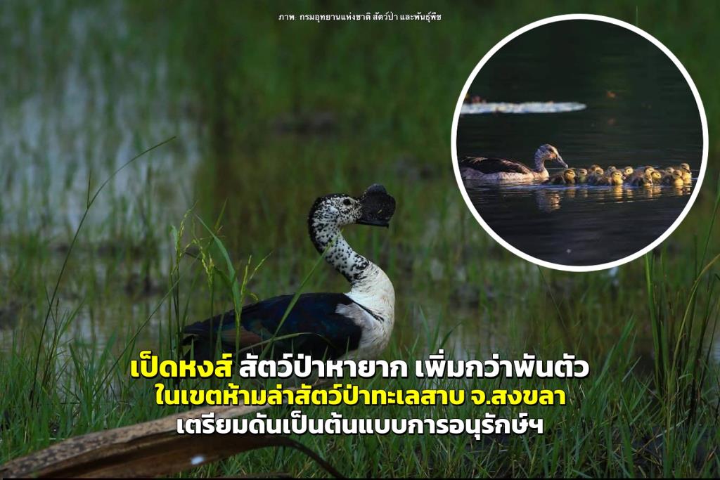 ภาพ: กรมอุทยานแห่งชาติ สัตว์ป่า และพันธุ์พืช