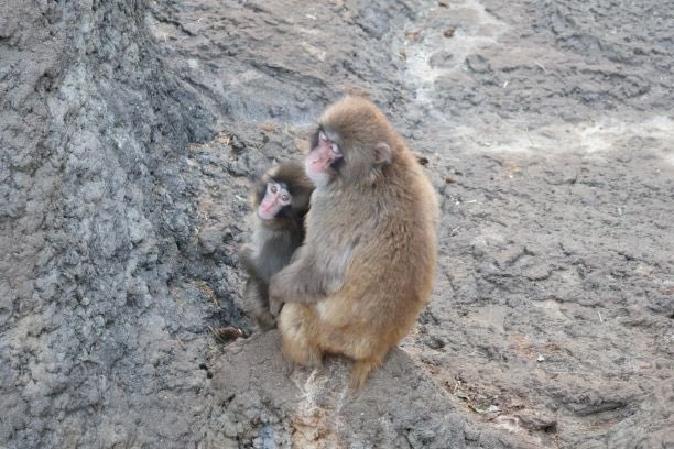 Photo: Ichikawa City Zoo