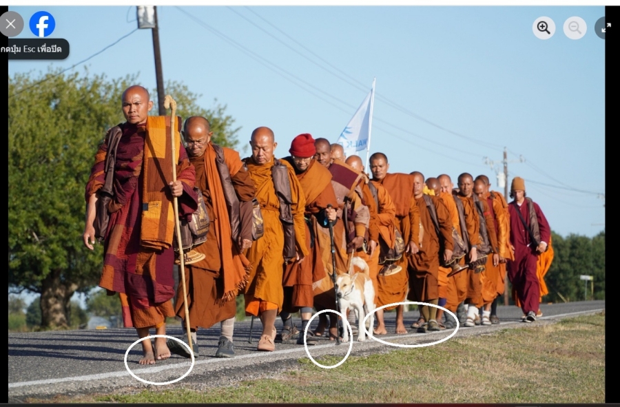 ธุดงควัตรและธรรมยาตรา เป็นวัตรปฏิบัติที่สาธารชนอเมริกันทึ่ง และยอมใจให้แก่ความมุ่งมั่นเด็ดเดี่ยวของสงฆ์สาวกแห่งพระพุทธเจ้า และเมื่อคณะ W4P เดินรณรงค์เพื่อสันติภาพภายในยุคยามที่นักธุรกิจในคราบประธานาธิบดี นามว่าโดนัลด์ ทรัมป์ ขับเคลื่อนนโยบายอันนำมาซึ่งความปั่นป่วน และความแตกแยก สันติภาพและความสงบสุขจึงเป็นสิ่งที่สาธารณชนมากมายปรารถนา ยิ่งเมื่อคณะสันติภาพยาตราเดินหน้าด้วยเท้าเปล่า ความสงบสันติ และความเมตตา พร้อมด้วยเฟซบุ๊กกับเรื่องราวมากมายที่พาให้ใจฟู กระแสตอบรับจึงทะยานขึ้นอย่างมหาศาลและรวดเร็ว กลายเป็นปรากฏการณ์แห่งศักราช 2026 ทีเดียว วงขาวซ้ายสุดคือ เท้าเปล่าย่ำพิภพของพระอาจารย์ปัญญากาโร พระสงฆ์สายเถรวาทชาวเวียดนาม-อเมริกัน วงขาวตรงกลางคือ เท้าเปล่าทรหดผ่านมาแล้วกระทั่งหิมาลัยสองปีของพระอาจารย์ปิยธัมโม (พิเชษฐ์ เกศมี) พระสงฆ์สายเถรวาท วัดธารทอง อำเภอขนอม จังหวัดนครศรีธรรมราช และวงขาวขวาสุดคือ เท้าเปล่านิ่งราบเนี้ยบกริบของพระอาจารย์ ทนฺตจิตฺโต (เดชอำนาจ หอมพรมมา) พระสงฆ์สายเถรวาทแห่งวัดหนองทุ่มบัณฑิต อำเภอบ้านดุง จังหวัดอุดรธานี