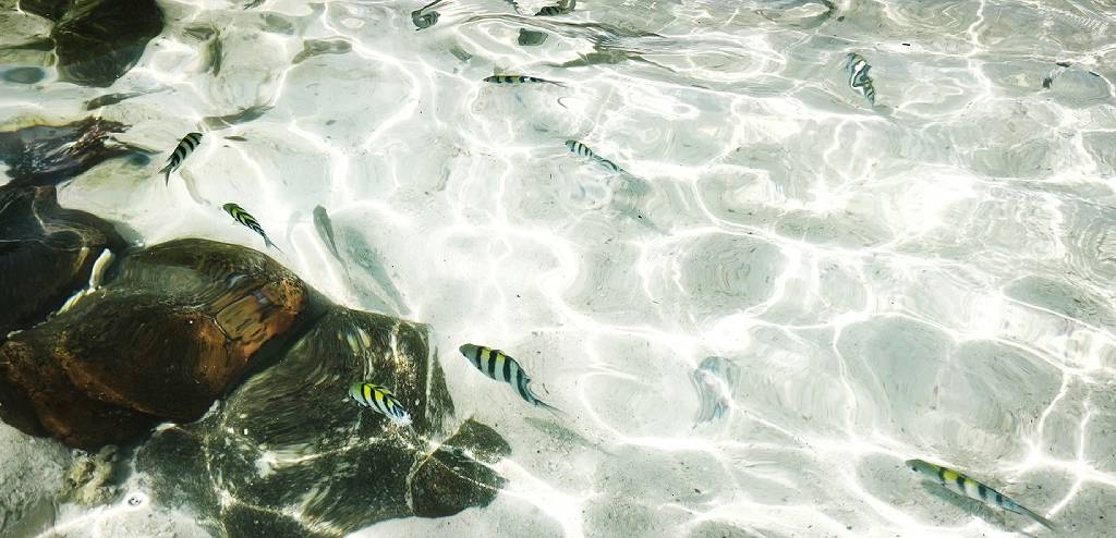 เกาะไข่นอก (ภาพ : อโนทัย งานดี) 