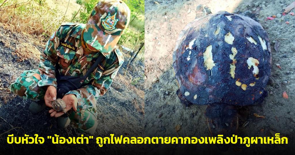 กรมอุทยานฯ เผยภาพบีบหัวใจ "น้องเต่า" ถูกไฟคลอกตายคากองเพลิงป่าภูผาเหล็ก