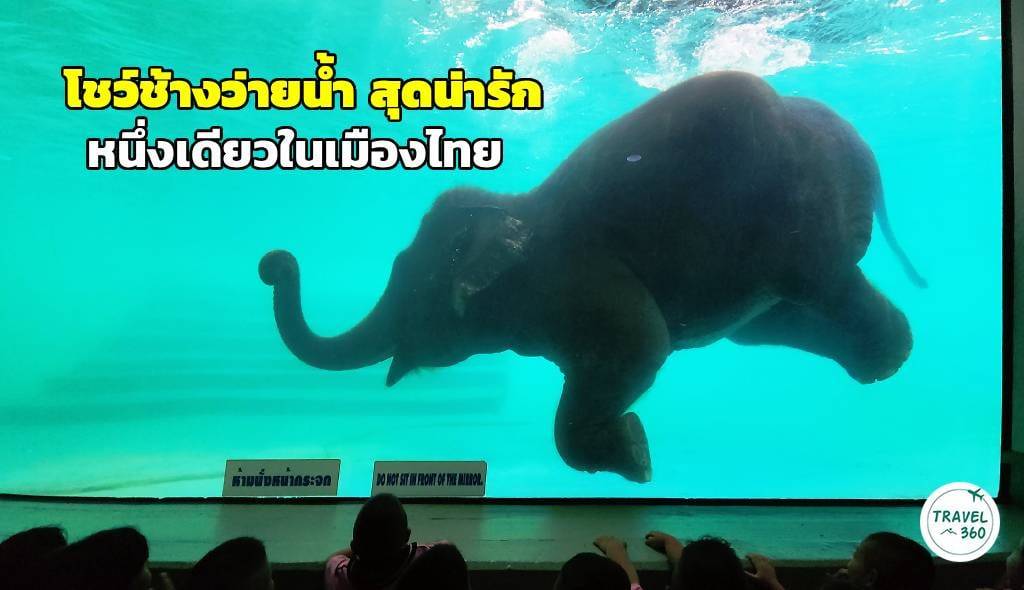โชว์ช้างว่ายน้ำ หนึ่งเดียวในไทย และมีไม่กี่แห่งในโลก ที่สวนสัตว์เปิดเขาเขียว