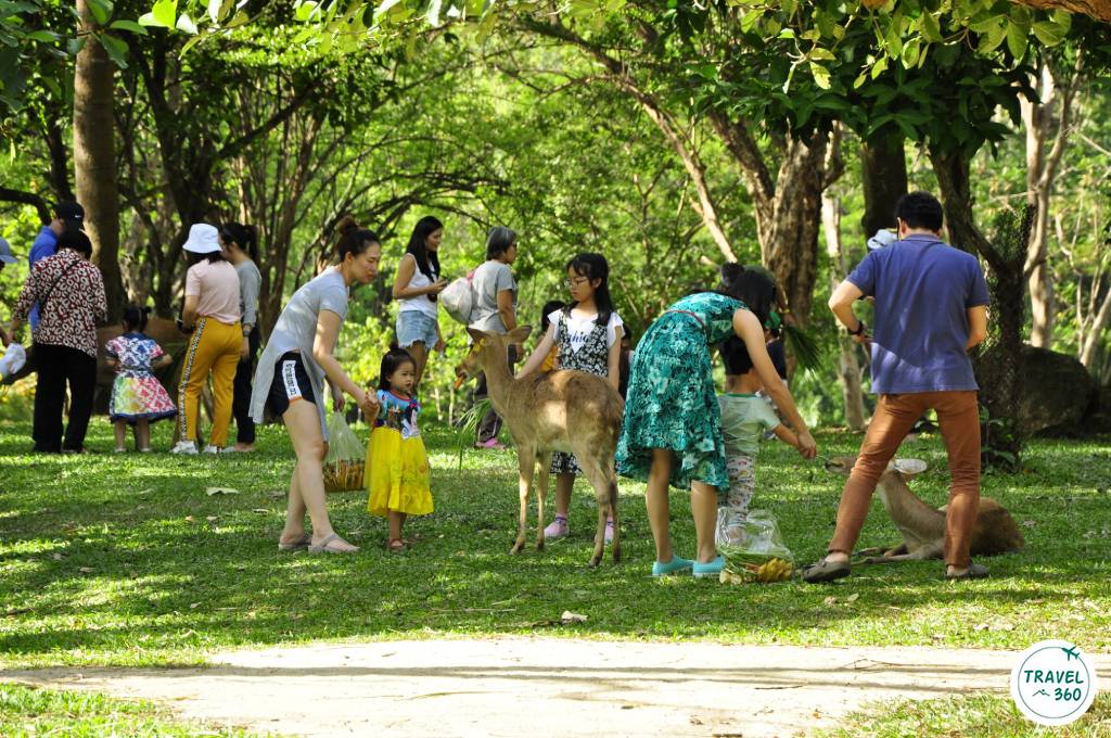 นักท่องเที่ยวสามารถให้อาหารน้องละมั่งได้อย่างใกล้ชิด 