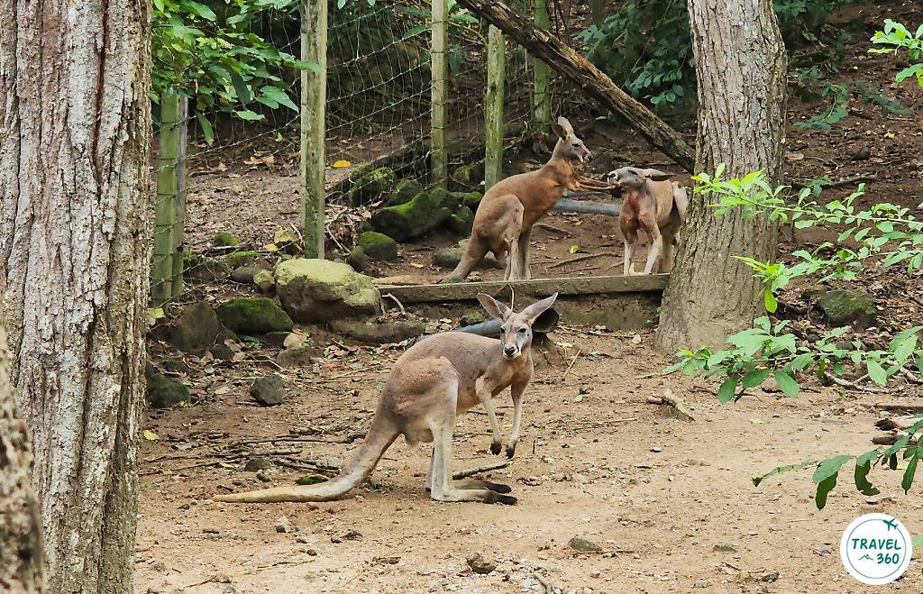 จิงโจ้แดง จอมโดดเด้งจากออสเตรเลีย