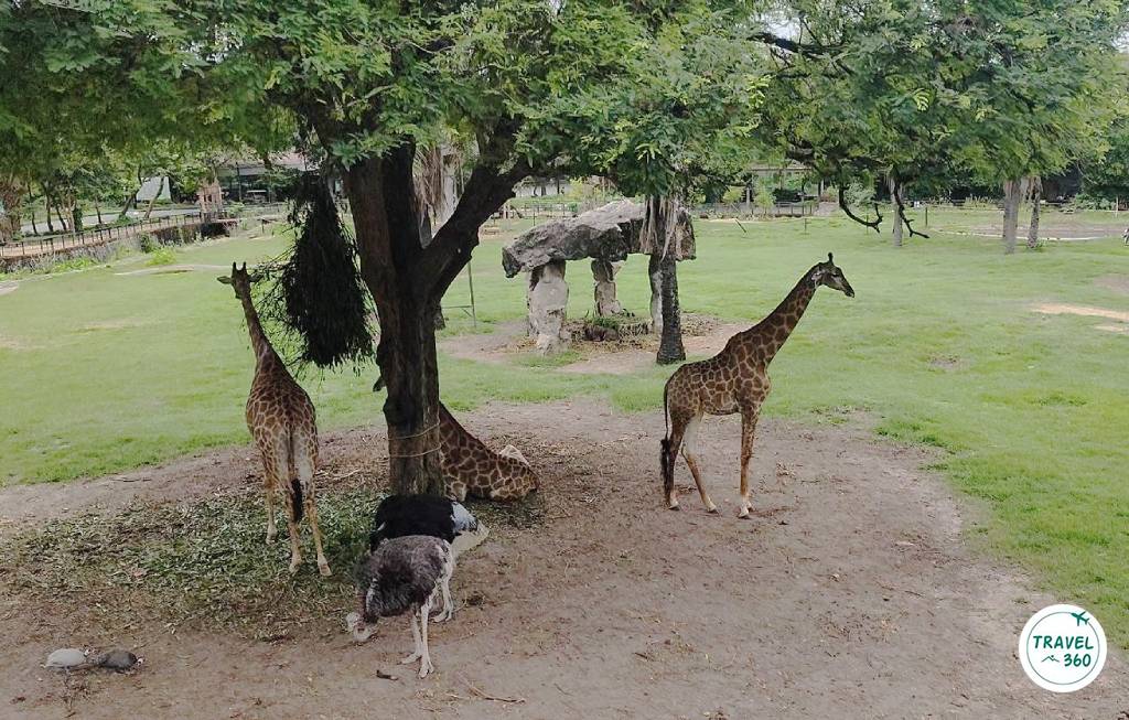 โซนแอฟริกัน ซาวันน่า