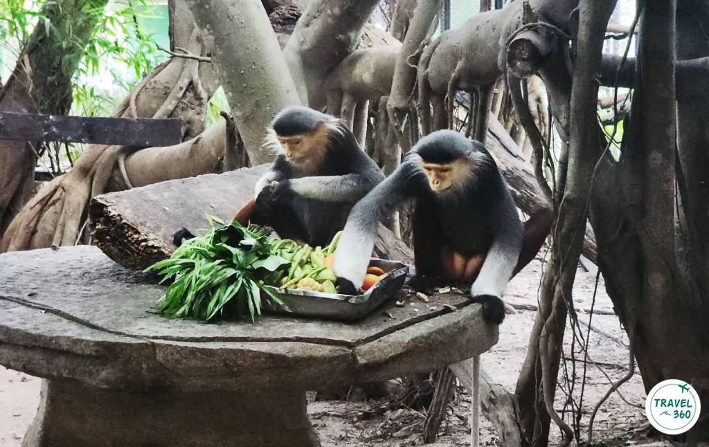 ค่างห้าสี