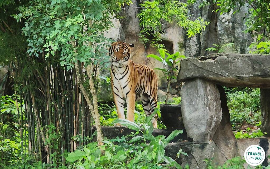 เสือโคร่ง เจ้าป่าผู้น่าเกรงขาม 