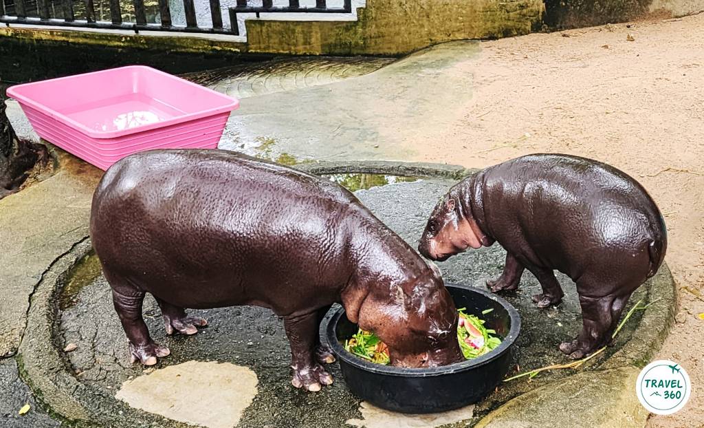 หมูเด้ง (ขวา) กับแม่โจวน่า 