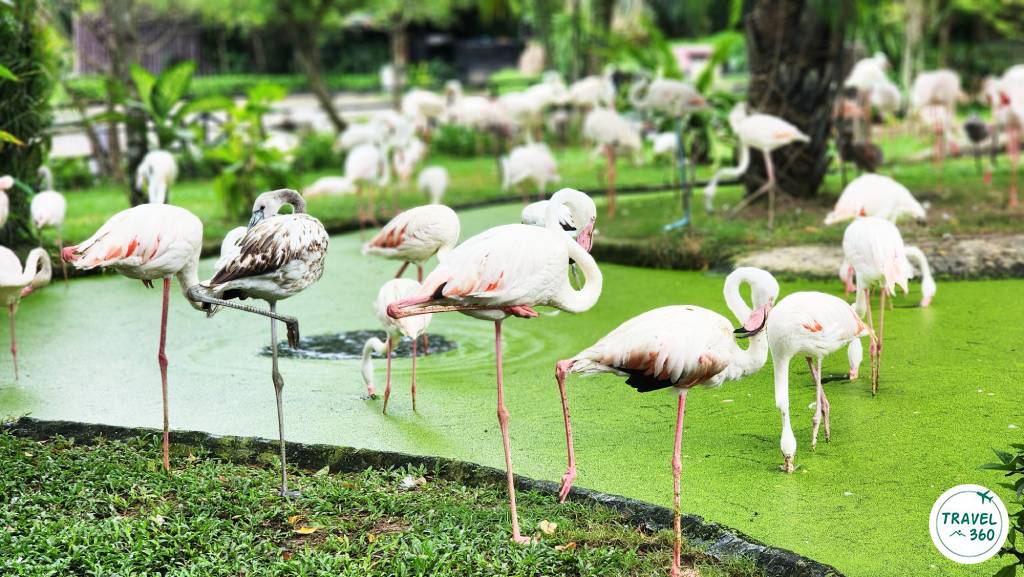 ลีลานกฟลามิงโก้