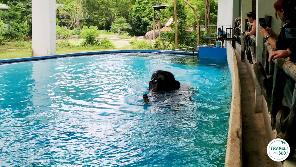 โชว์ช้างว่ายน้ำมุมมองจากชั้นบน  