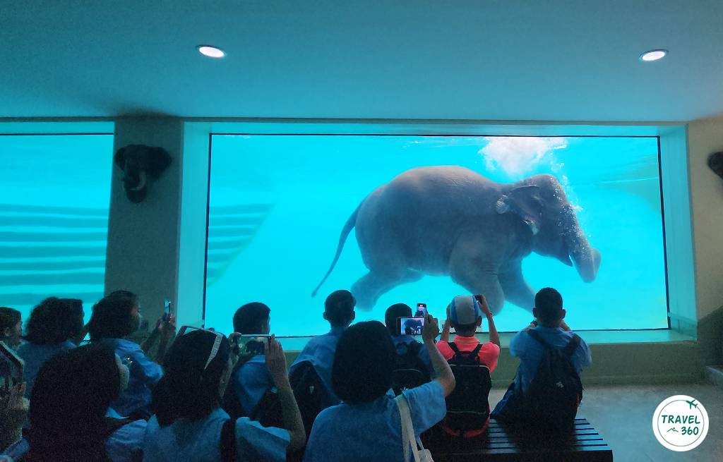 ชั้นล่าง ถือเป็นมุมไฮไลต์ที่สามารถมองเห็นช้างว่ายน้ำสลับฝั่งไป-มา 