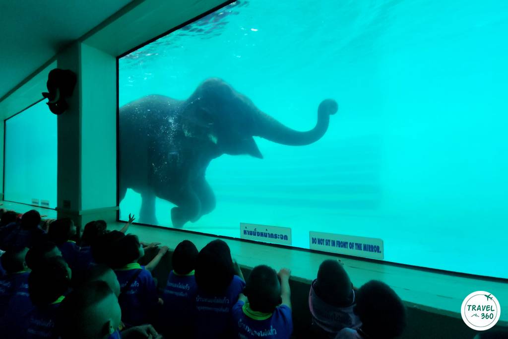 โชว์ช้างว่ายน้ำ ไฮไลต์ไม่ควรพลาดแห่งสวนสัตว์เปิดเขาเขียว