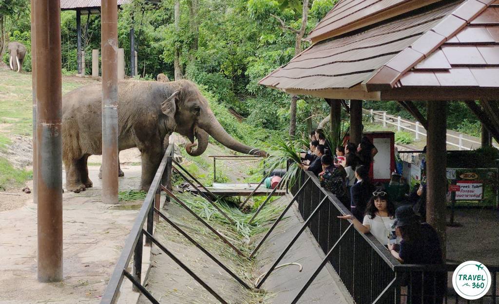 กิจกรรมให้อาหารช้าง