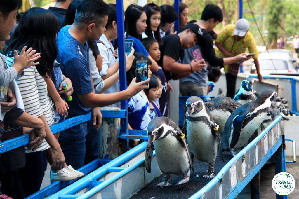 พาเหรดเพนกวิน 