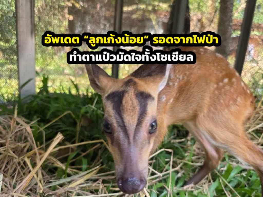 ภาพจากเพจ PR กรมอุทยานแห่งชาติ สัตว์ป่า และพันธุ์พืช